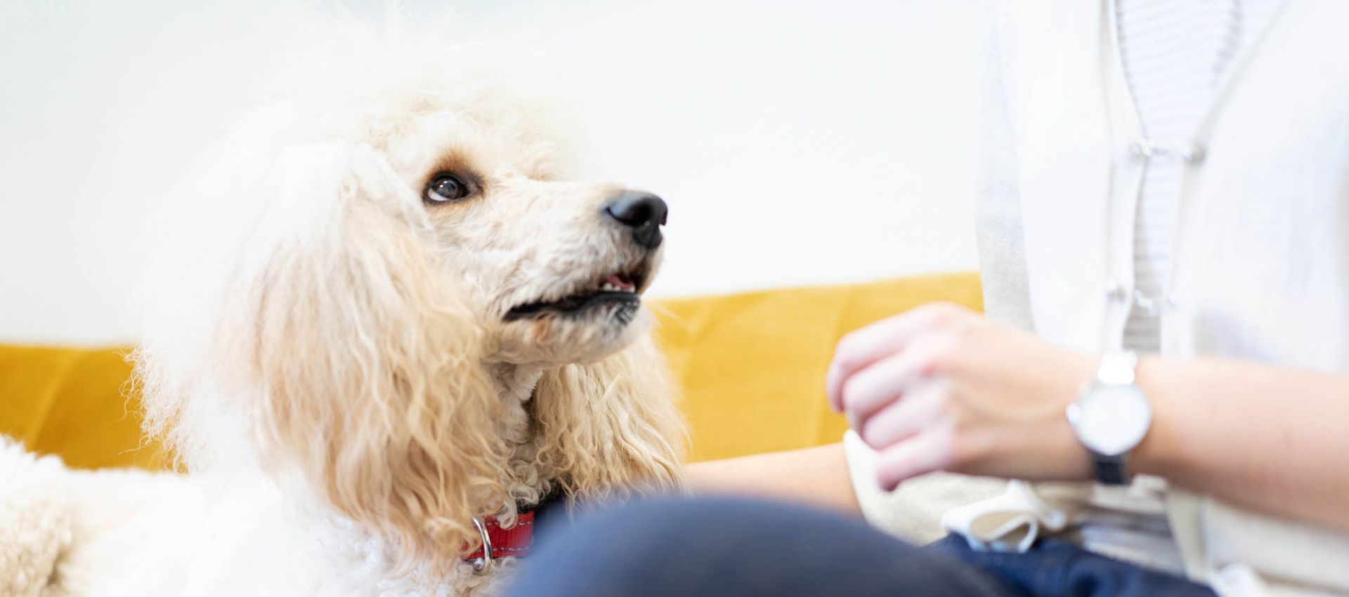 BETHESDA Therapiehund Feodora auf dem Sofa mit einer Patientin