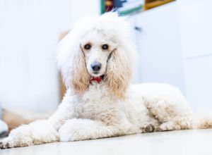Therapiehund FEODORA