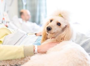 Therapiehund FEODORA