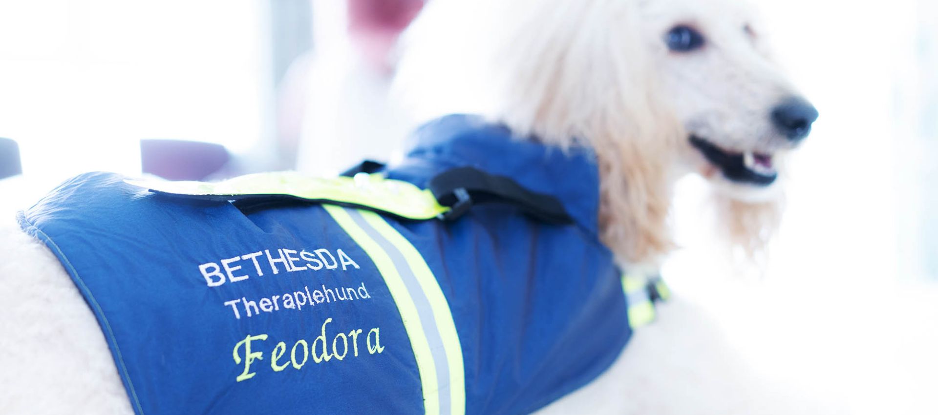 BETHESDA Therapiehund Feodora
