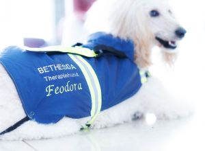 BETHESDA Therapiehund Feodora